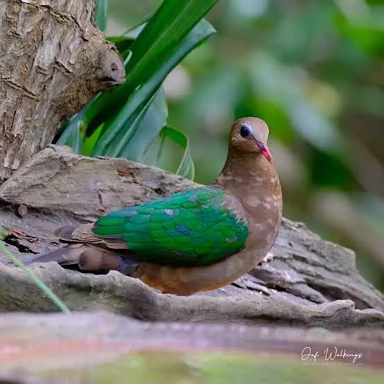 Green Emerald dove  Cape dove  Crested dove pairs For sale — photo 4