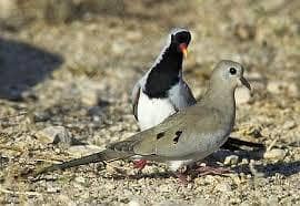 Green Emerald dove  Cape dove  Crested dove pairs For sale
