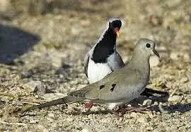 Green Emerald dove  Cape dove  Crested dove pairs For sale — photo 5