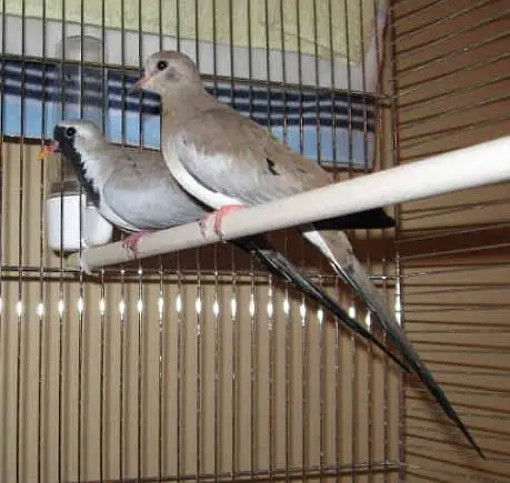 Green Emerald dove  Cape dove  Crested dove pairs For sale — photo 6