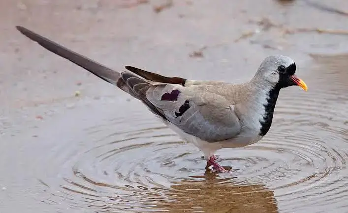 Green Emerald dove  Cape dove  Crested dove pairs For sale — photo 7