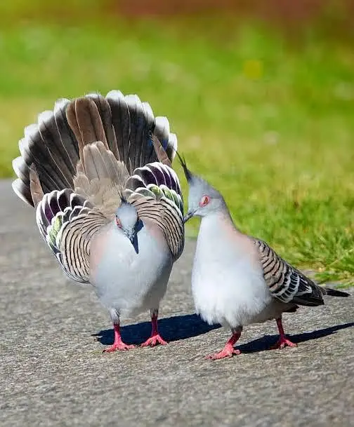 Green Emerald dove  Cape dove  Crested dove pairs For sale — photo 9
