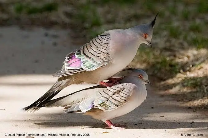 Green Emerald dove  Cape dove  Crested dove pairs For sale — photo 10