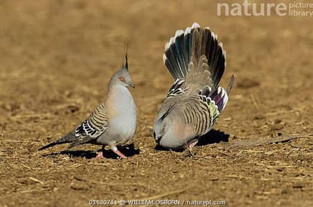 Green Emerald dove  Cape dove  Crested dove pairs For sale