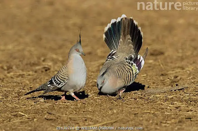 Green Emerald dove  Cape dove  Crested dove pairs For sale — photo 11