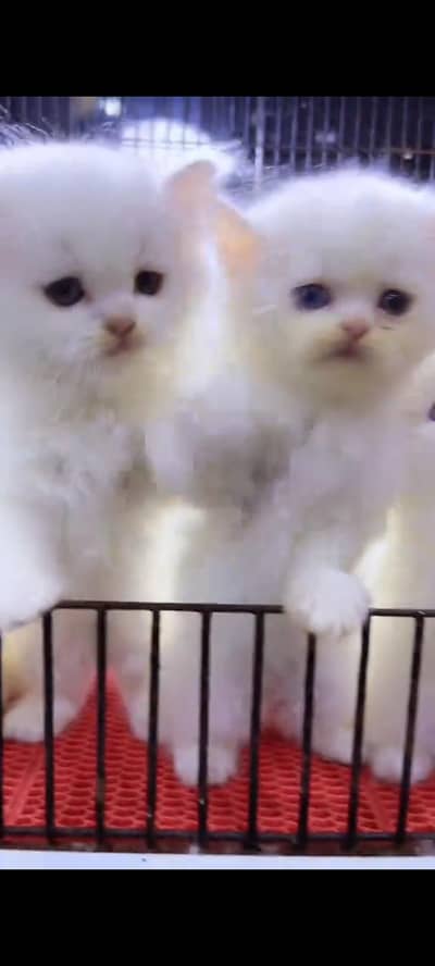 Persian cat for sale male or female my WhatsApp 302=6941=814
