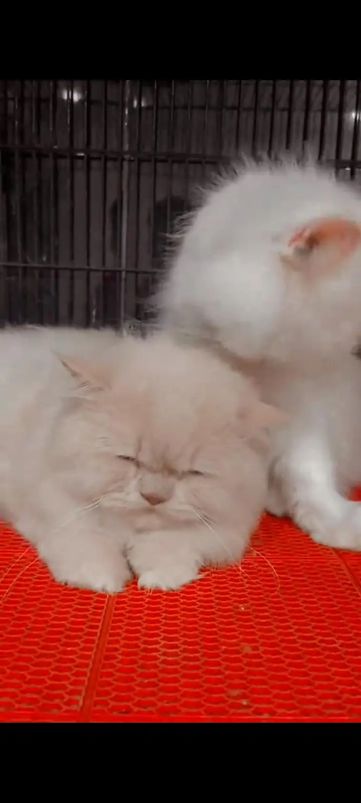 Persian cat for sale male or female my WhatsApp 302=6941=814 — photo 2
