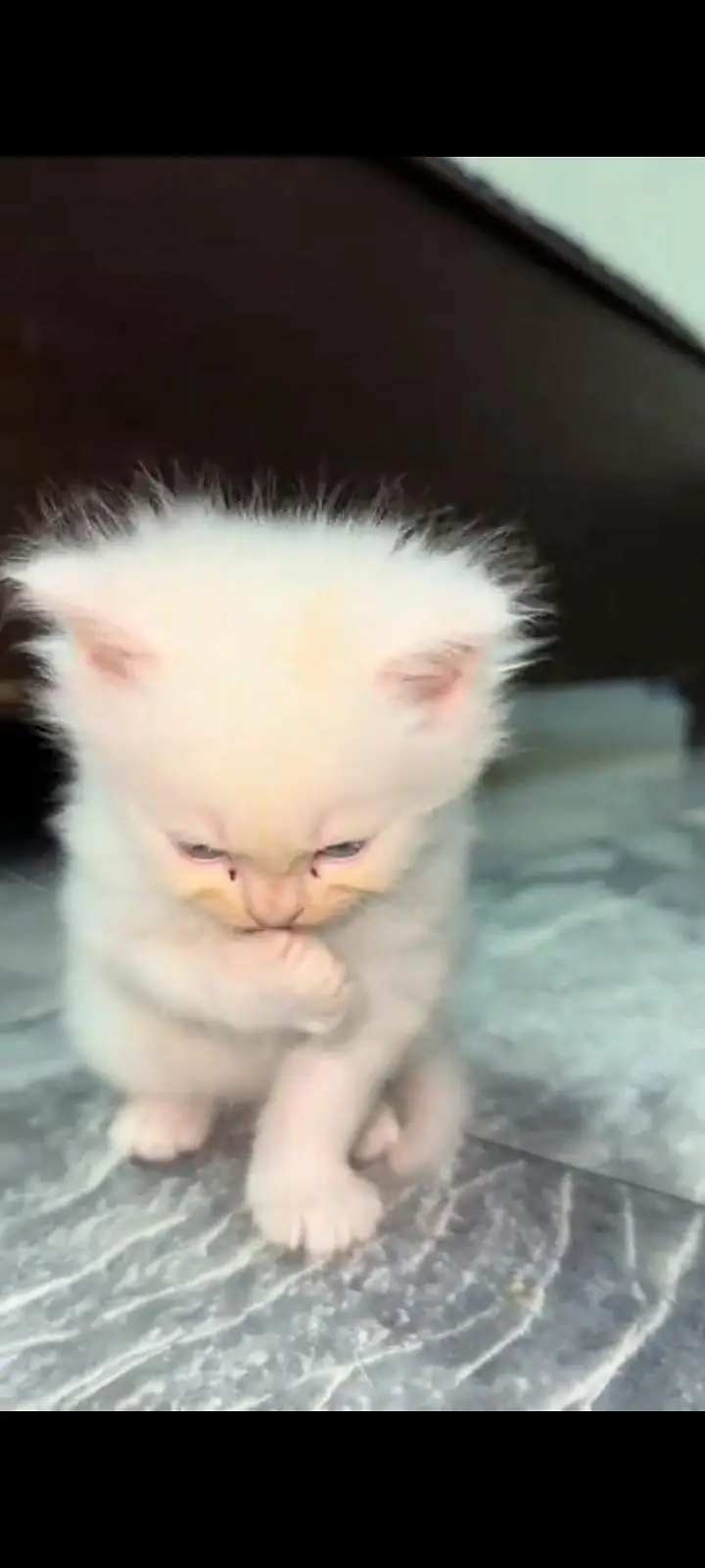 Persian cat for sale male or female my WhatsApp 302=6941=814 — photo 3