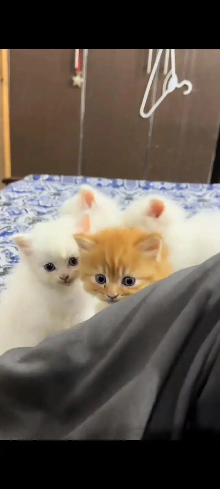 Persian cat for sale male or female my WhatsApp 302=6941=814 — photo 4