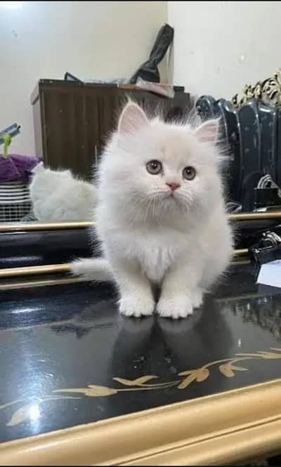persian cat for sale