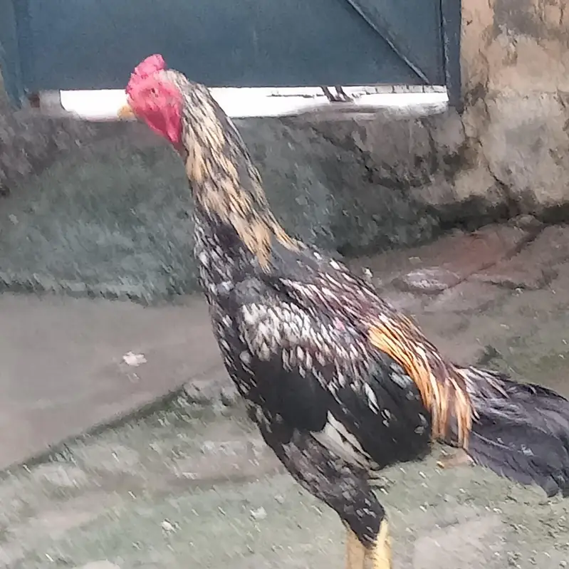 kala jawa — photo 2