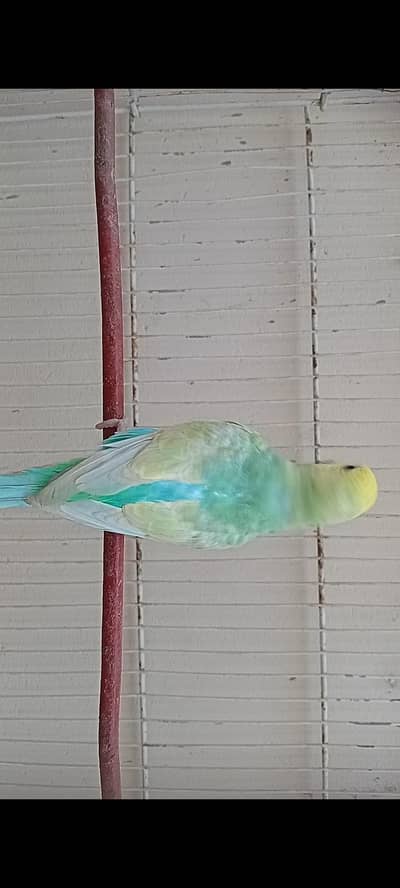 RAINBOW BUDGIES