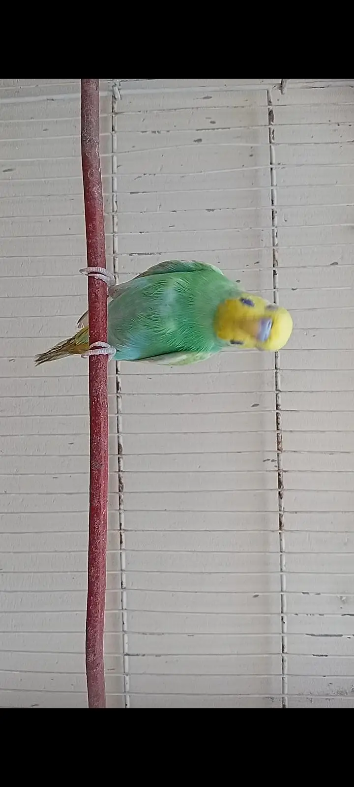 RAINBOW BUDGIES — photo 2