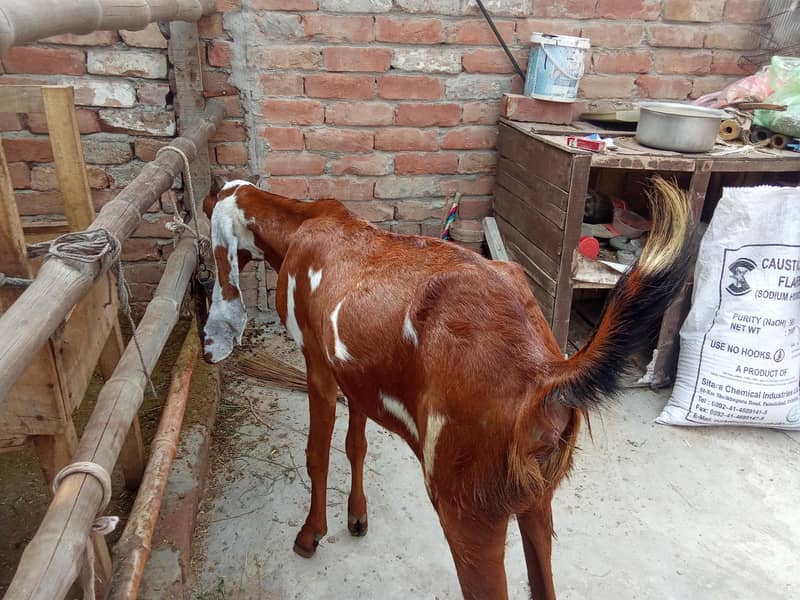 Nagri Path 2