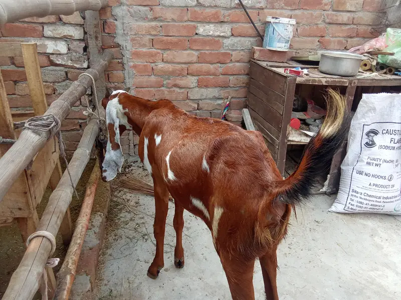 Nagri Path — photo 3