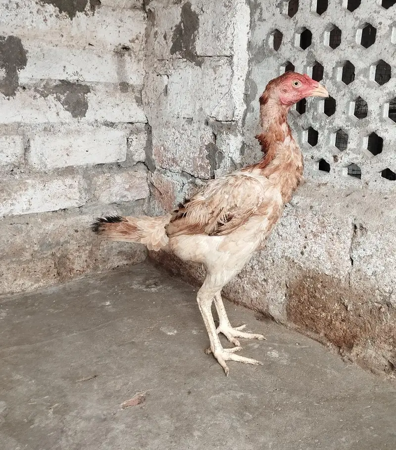high class pthaiya murgi burmi pakoye japni Turkish Thai panus — photo 2