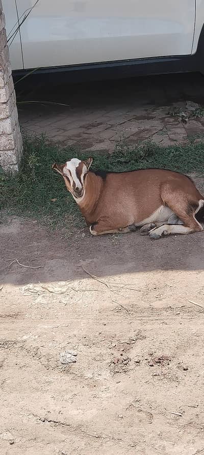 teeda . Barbra Male Goat