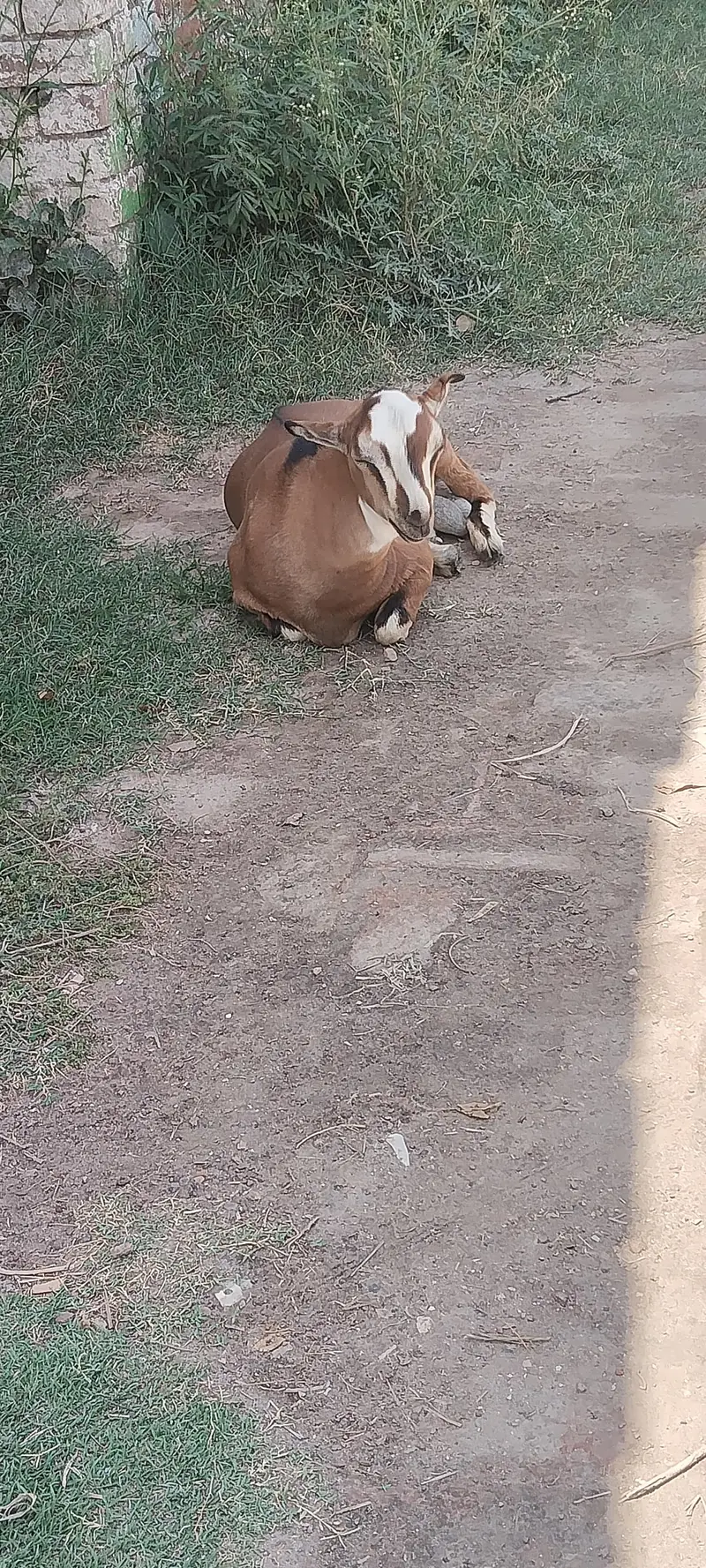 teeda . Barbra Male Goat — photo 2