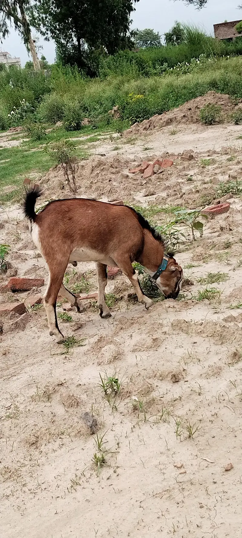 teeda . Barbra Male Goat — photo 3