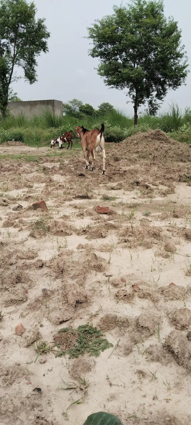 teeda . Barbra Male Goat — photo 4