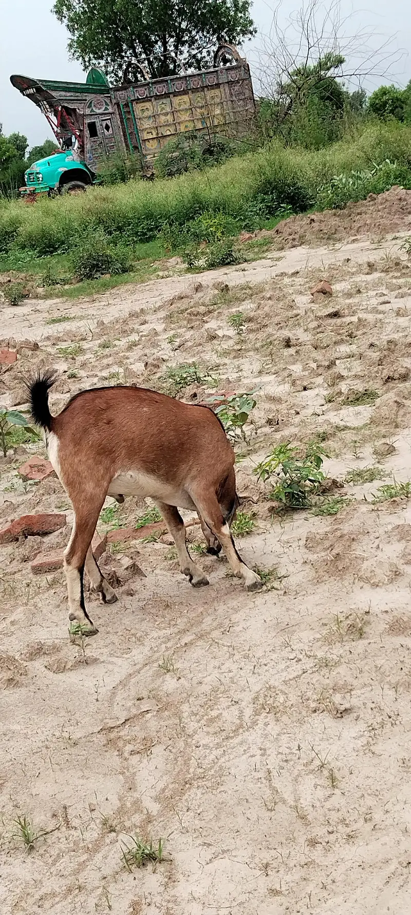 teeda . Barbra Male Goat — photo 5