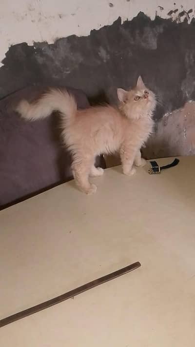 Persian cat