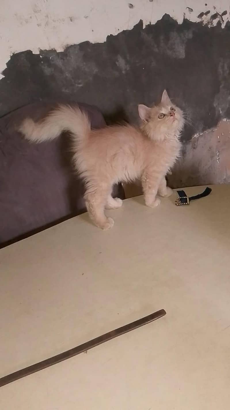 Persian cat 0