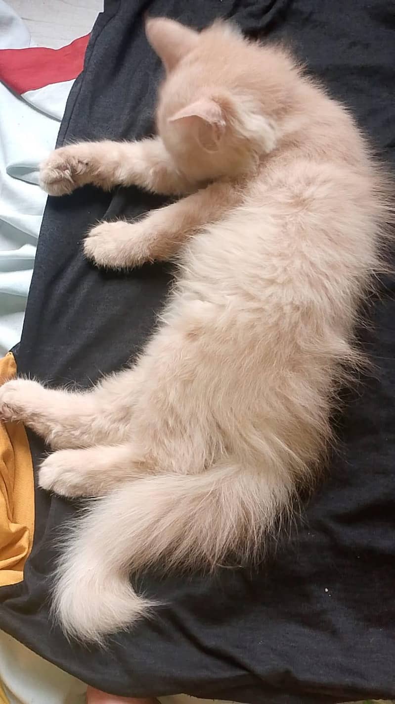 Persian cat 1