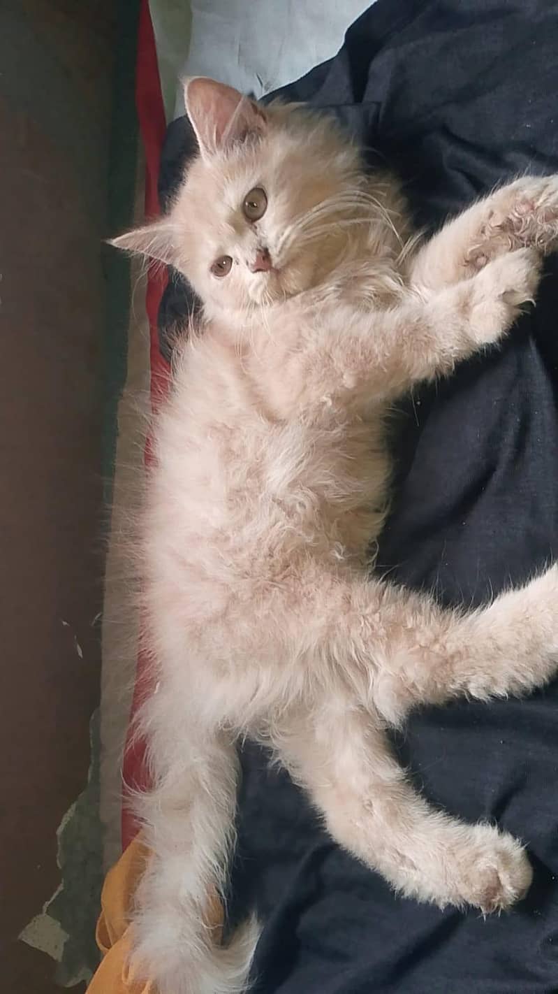 Persian cat 2