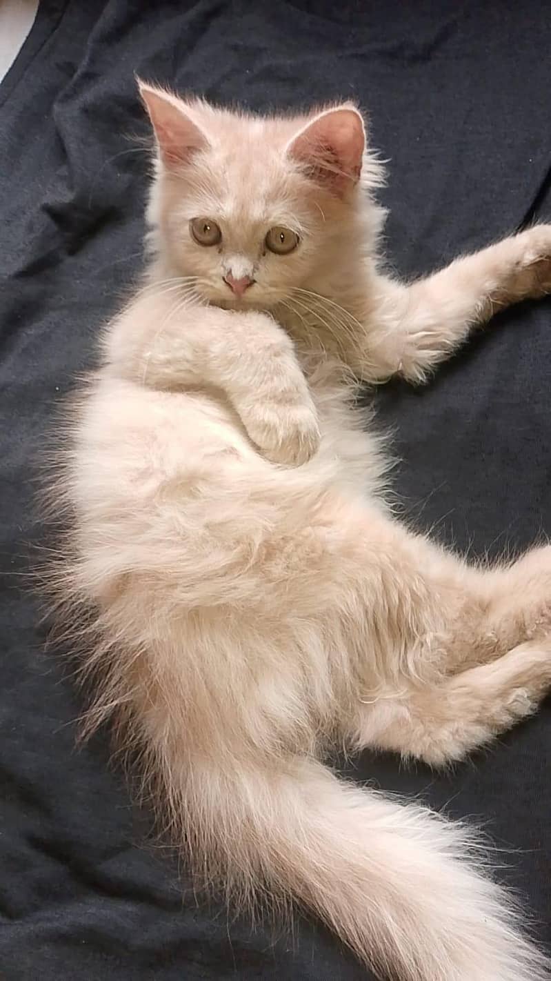 Persian cat 3