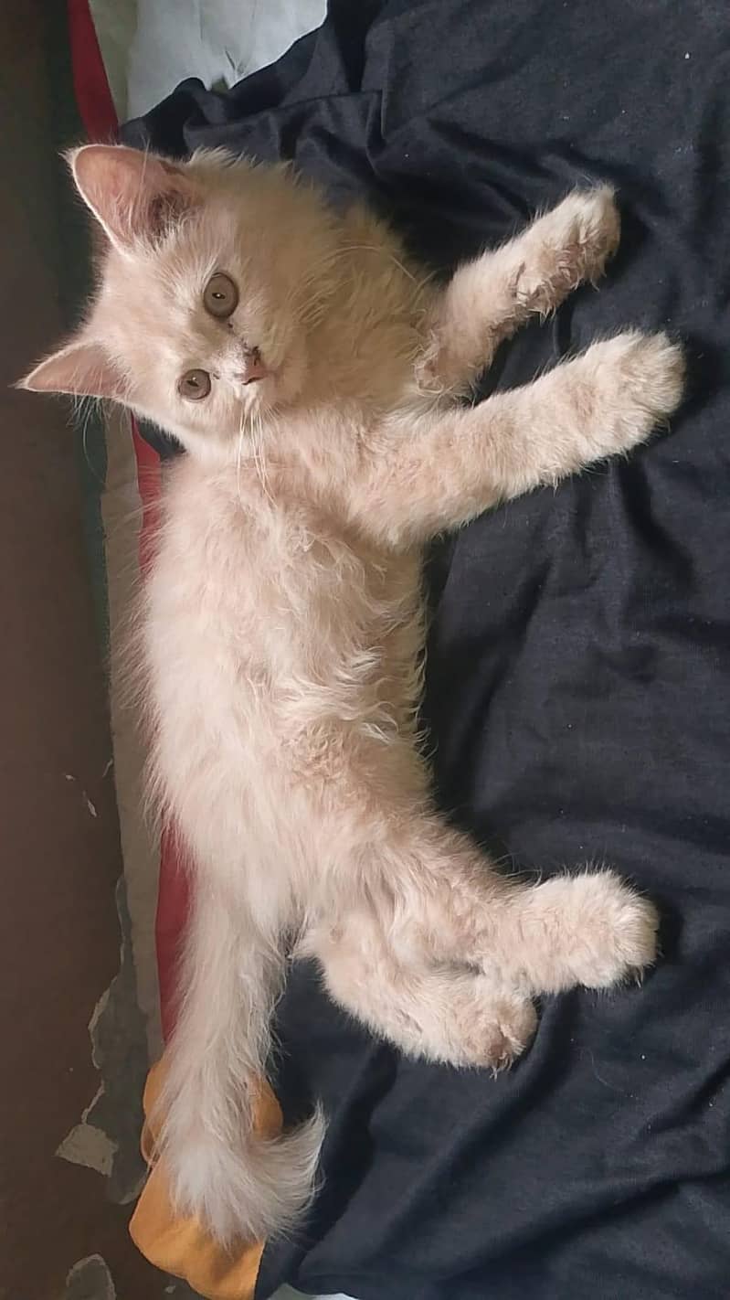 Persian cat 4