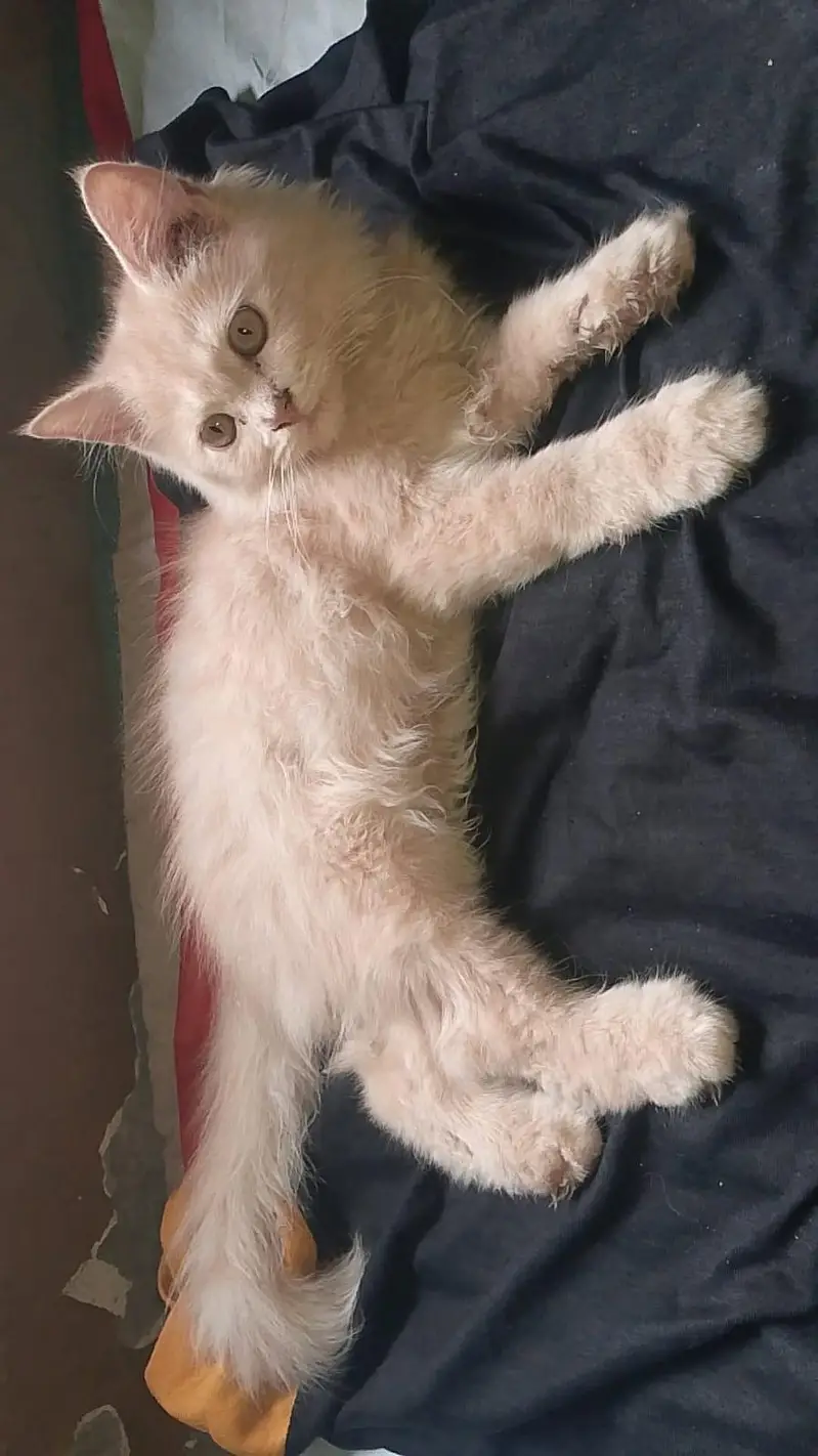 Persian cat — photo 5