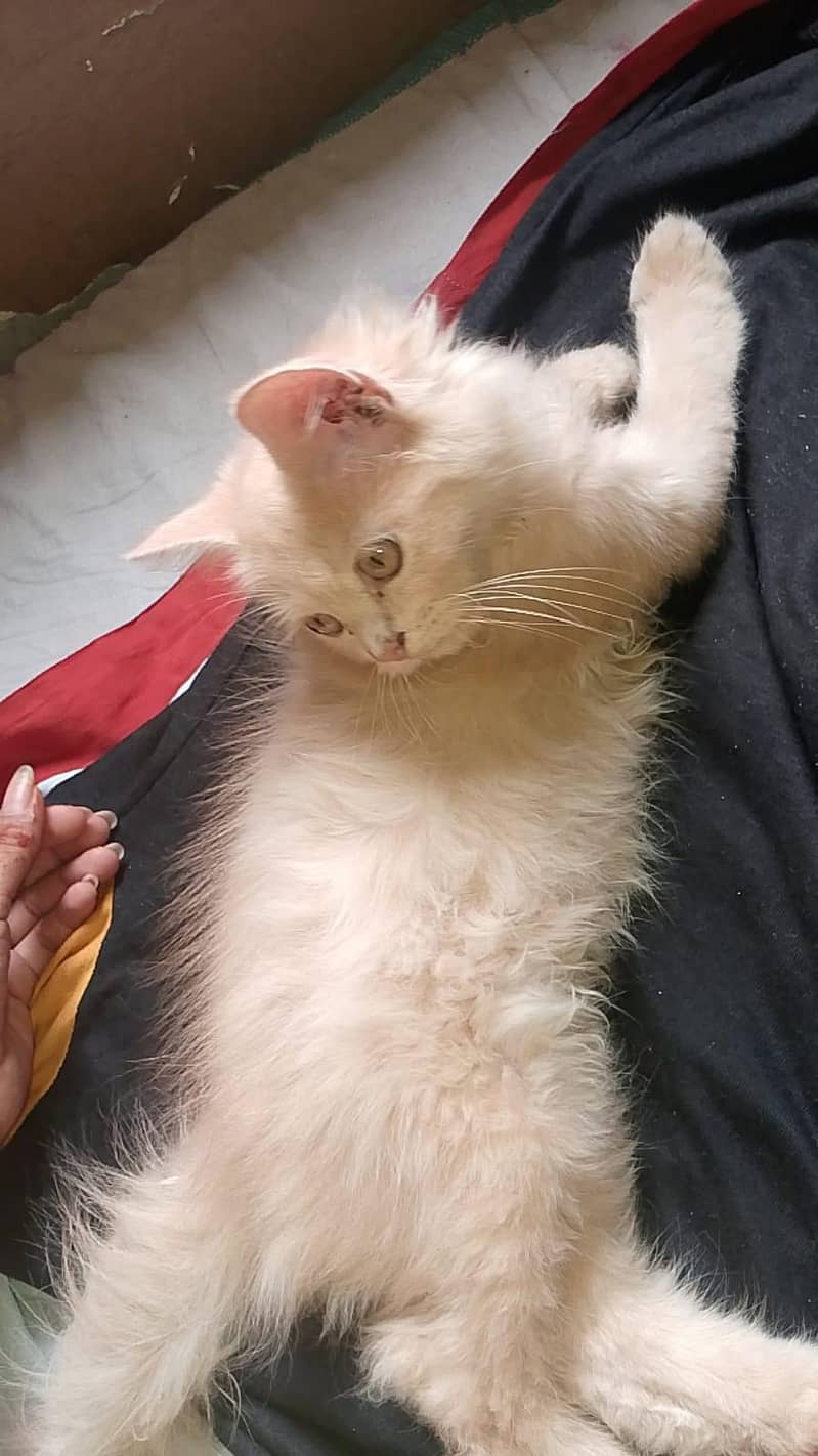 Persian cat 5