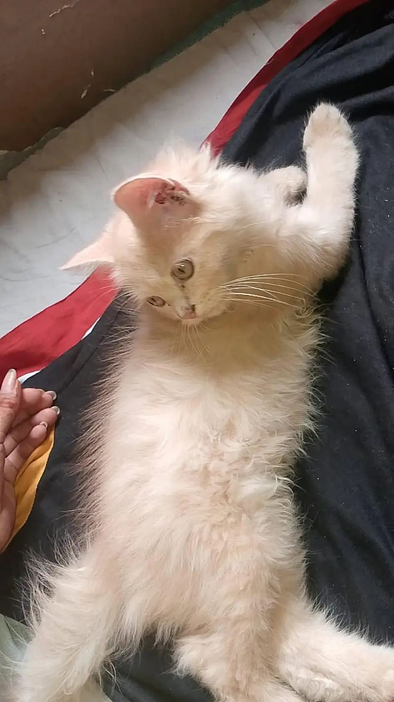 Persian cat — photo 6