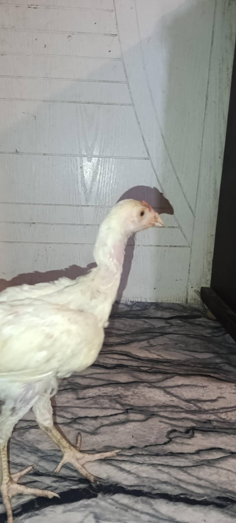 Aseel chicks 1