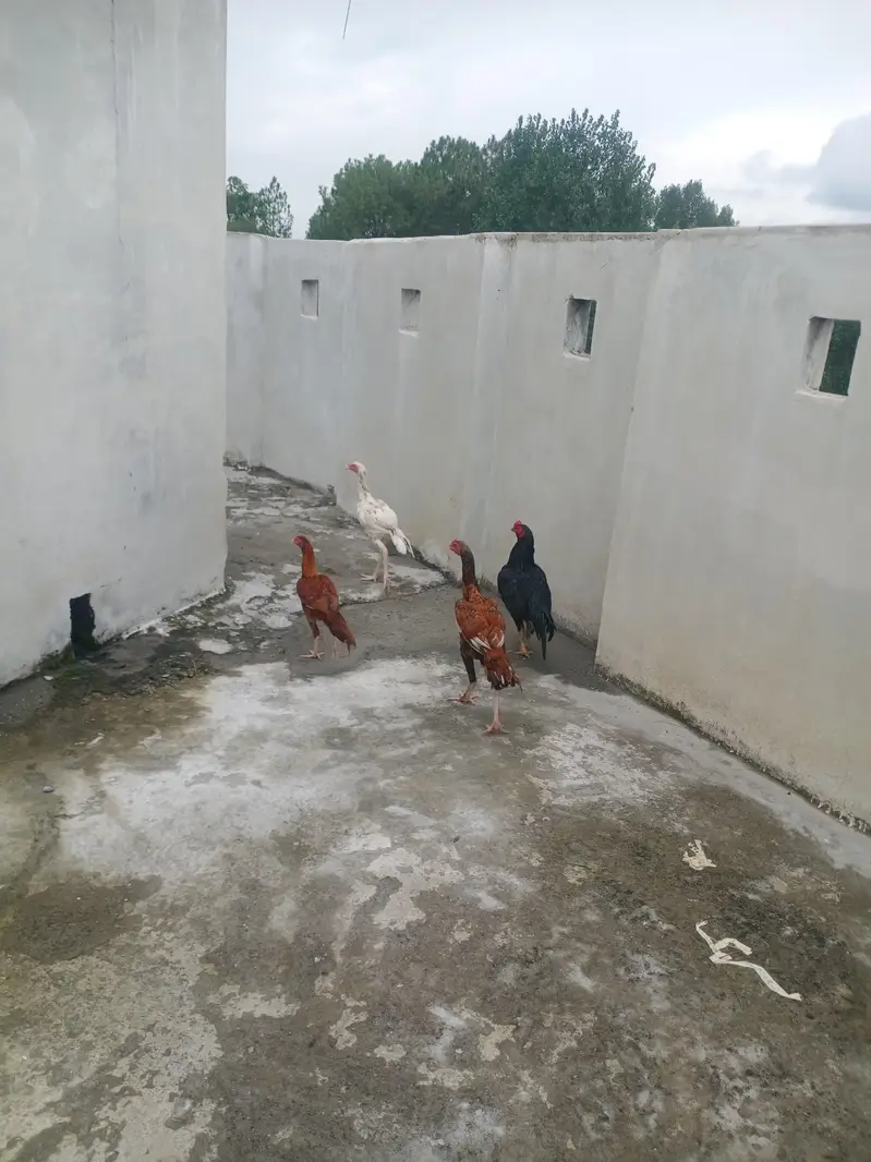 aseel — photo 7