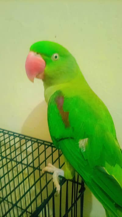 raw parrot