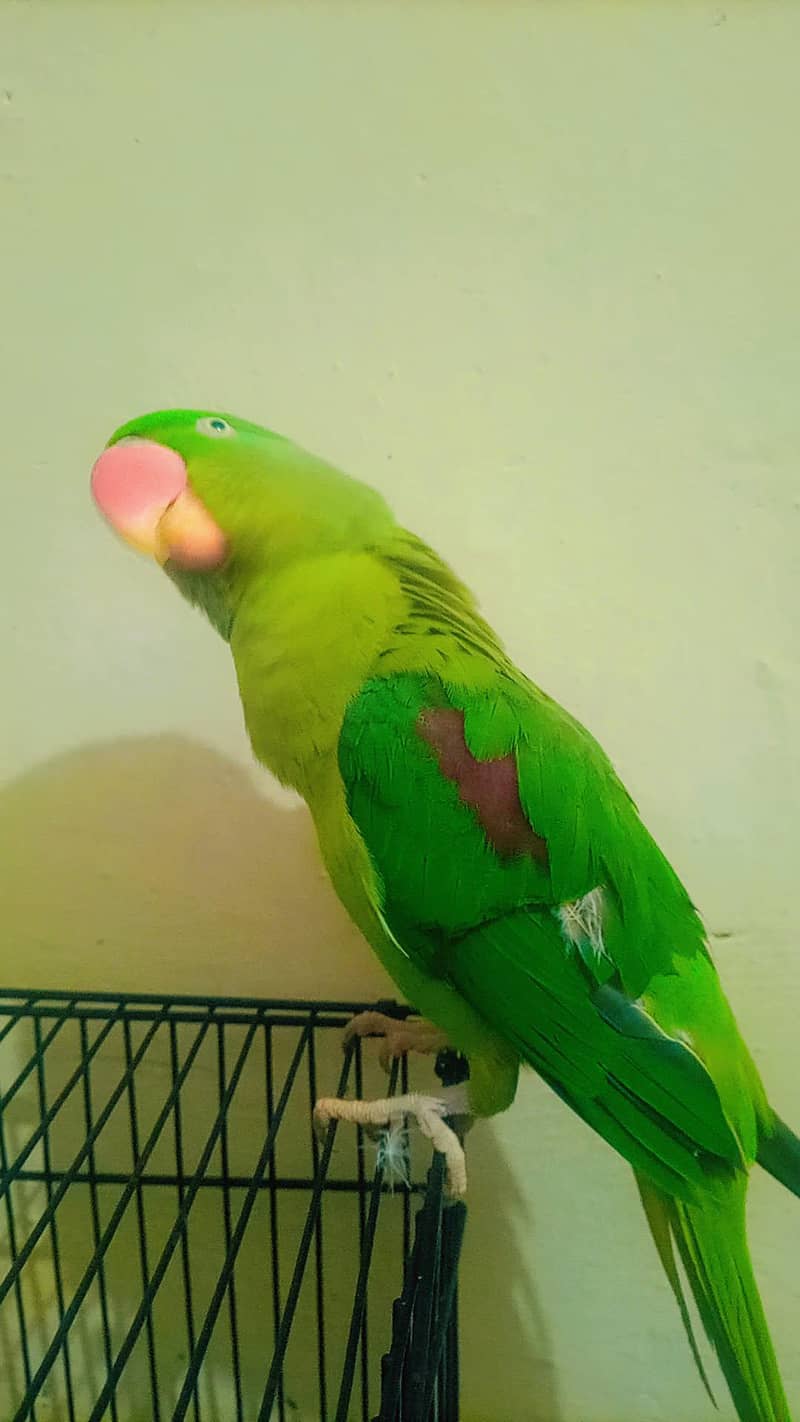 raw parrot 1