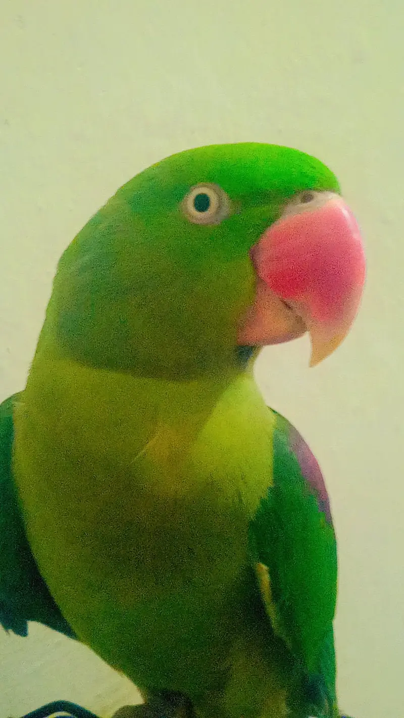 raw parrot — photo 3