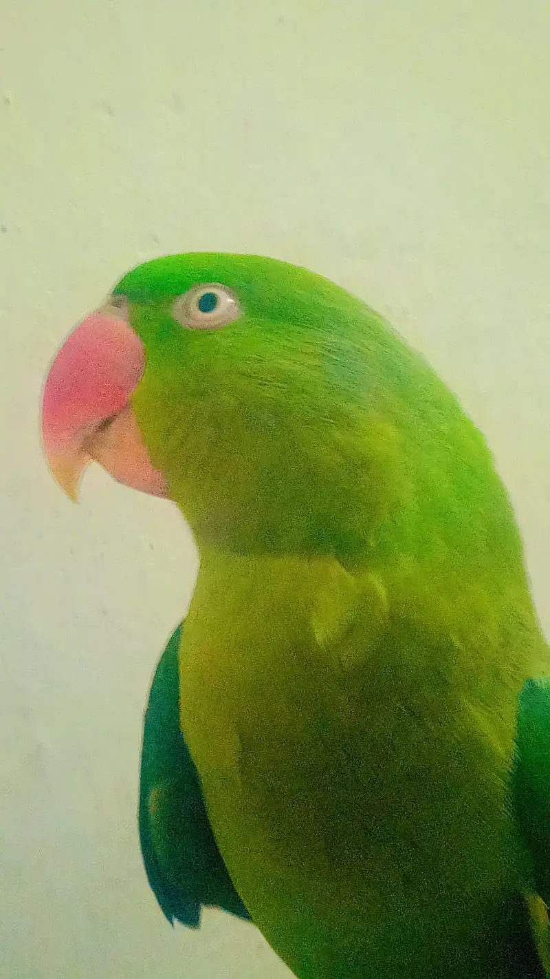 raw parrot — photo 4
