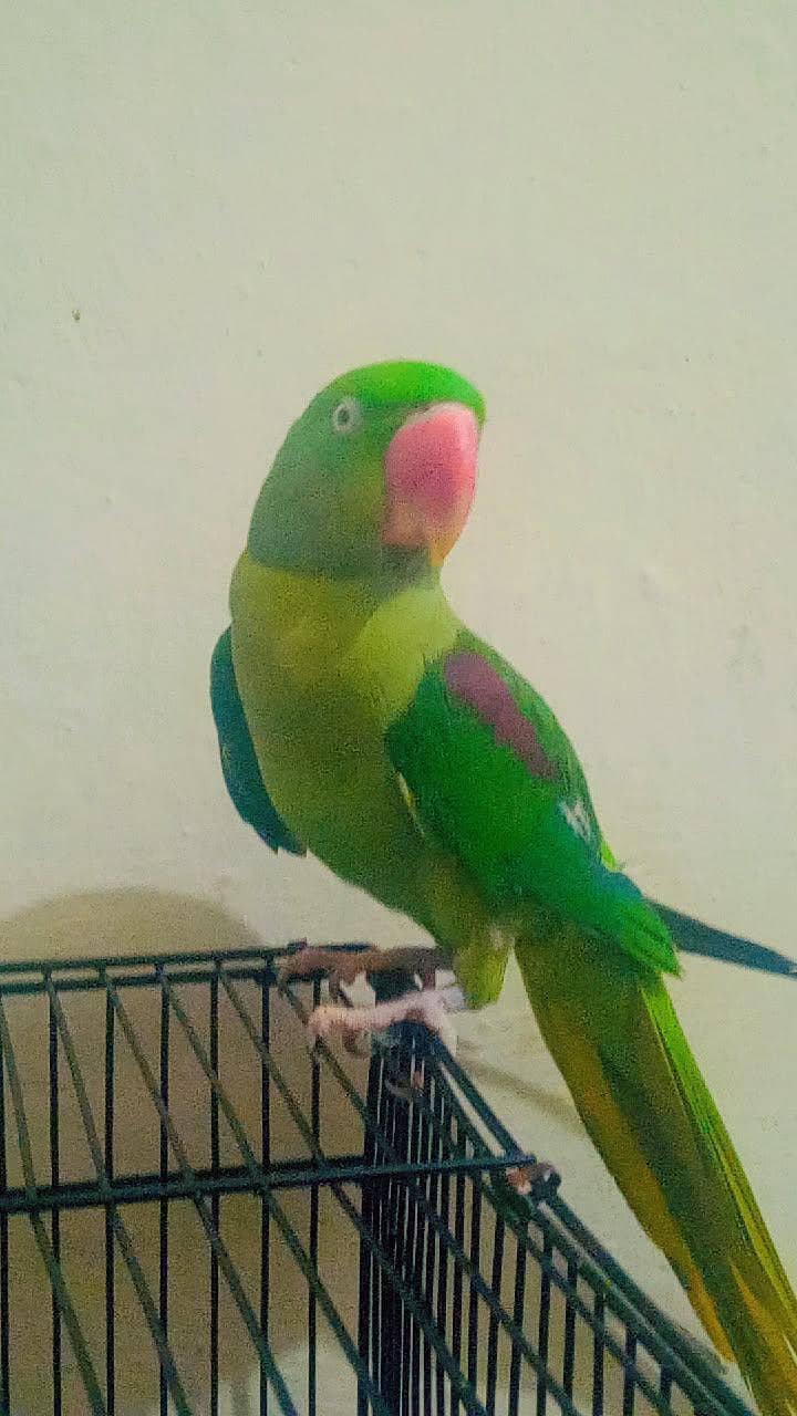 raw parrot 4