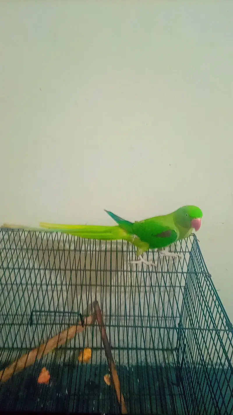 raw parrot — photo 6