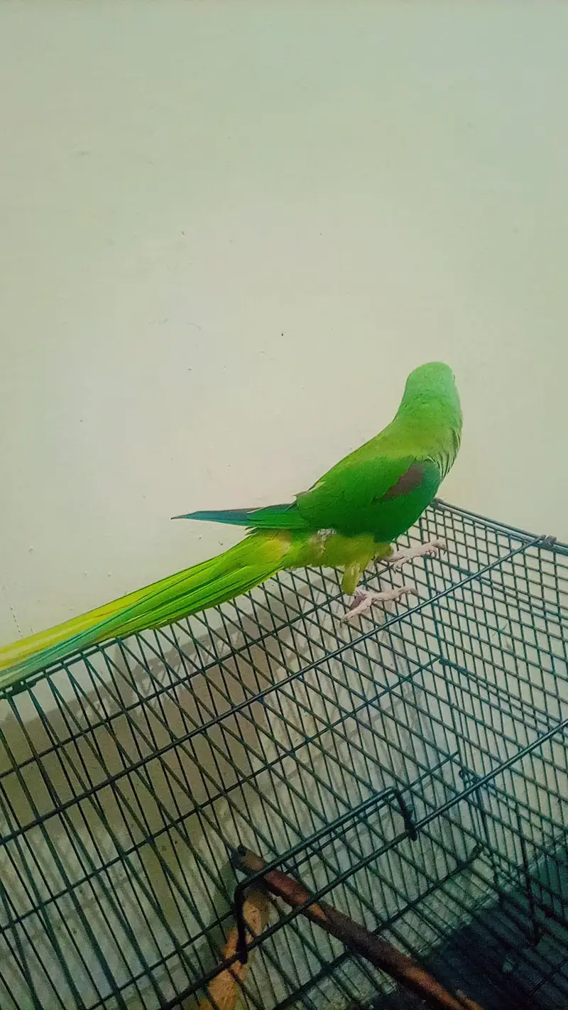 raw parrot — photo 7