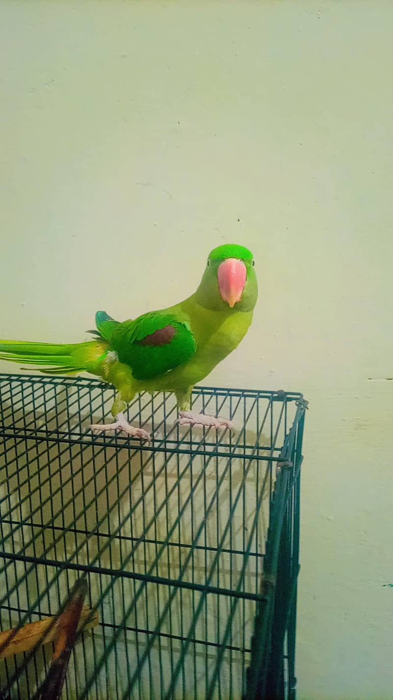 raw parrot 7