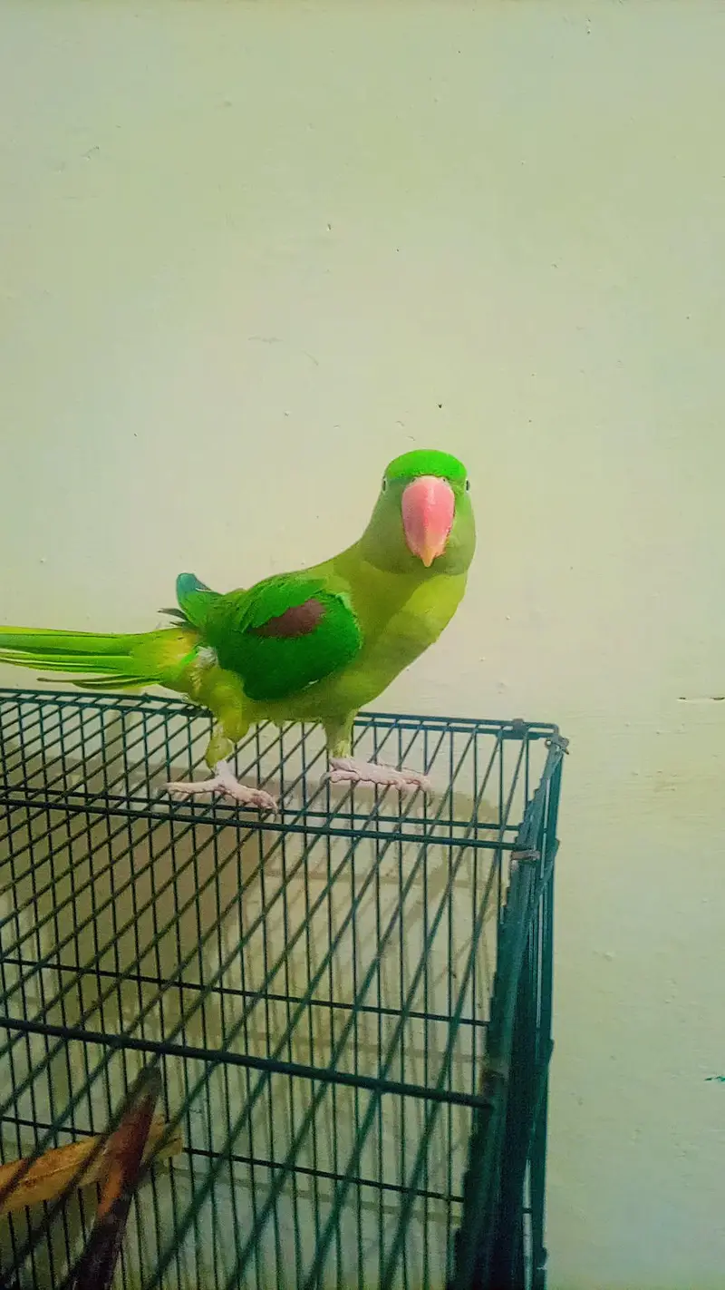 raw parrot — photo 8