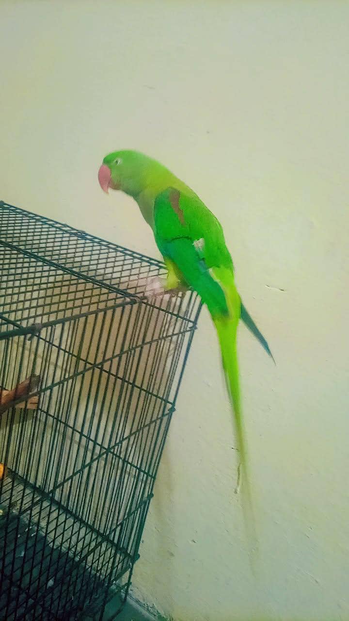 raw parrot 8