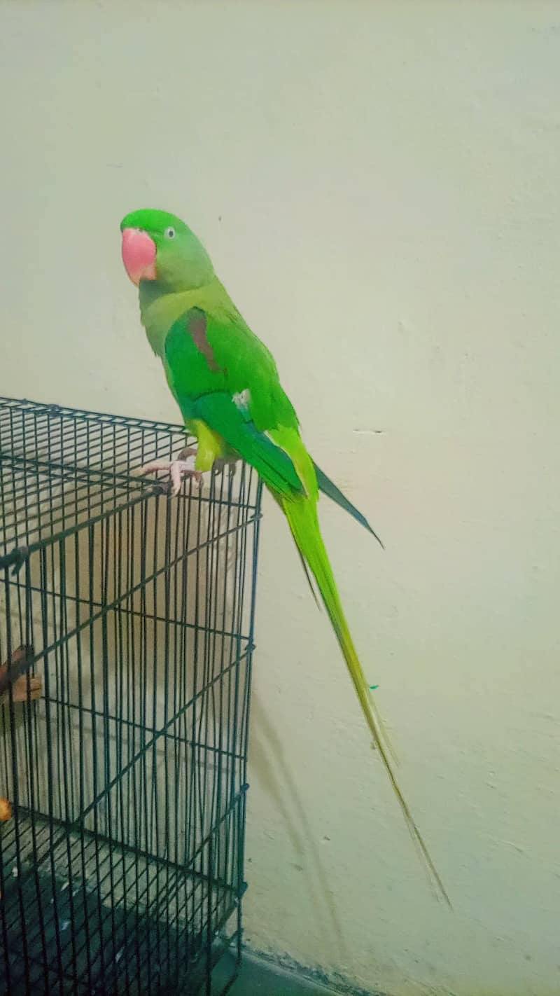 raw parrot 9