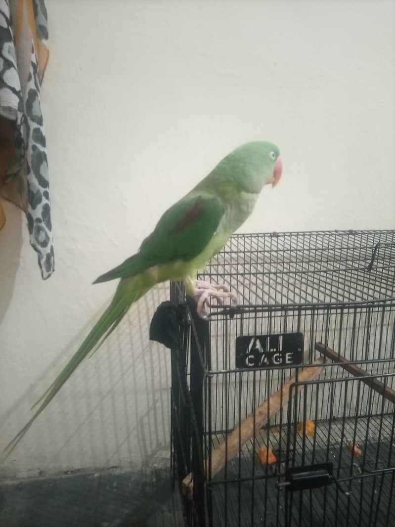 raw parrot 10
