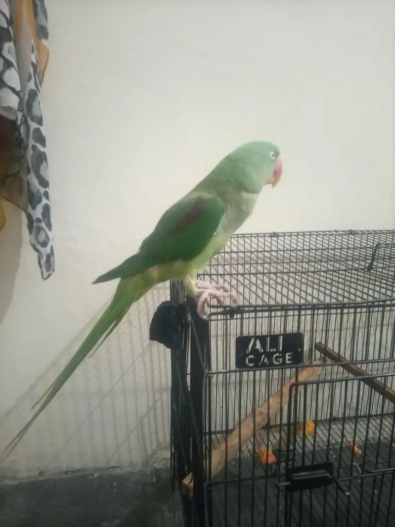 raw parrot — photo 11