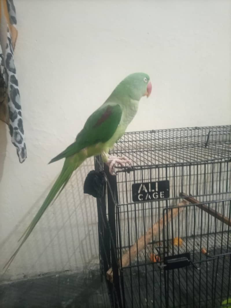 raw parrot 11